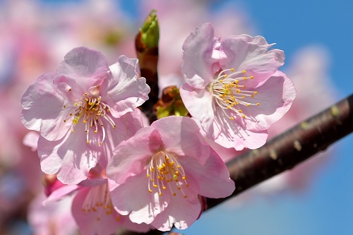 500桜の写真.jpg